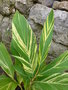 vignette Alpinia zerumbet variegata