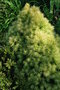 vignette Picea glauca 'J.W. Daisy's White'