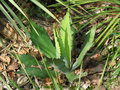 vignette Agave maximiliana