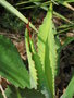 vignette Agave maximiliana