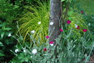 vignette Lychnis coronaria & Carex elata 'Aurea'