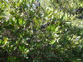 vignette 131-Minerve ,Phillyrea latifolia