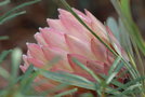 vignette Protea compacta x obtusifolia 