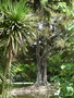 vignette 13-1Lisbonne , Ficus macrophylla