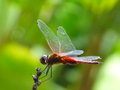 Mangeoire lézard et colibri (oiseau-mouche) - Jardin de Balata - Les  galeries photo de plantes de GardenBreizh