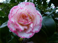 vignette Camellia japonica Margareth davies gros plan au 20 01 15