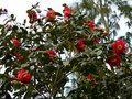 vignette Camellia japonica Grand Prix vue rapproche des trs grandes fleurs au 20 01 15