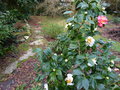 vignette Camellia Scented sun parfum autre vue au 20 01 15
