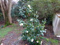vignette Camellia Scented sun parfumé aux grandes fleurs au 20 01 15