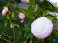 vignette Camellia japonica Desire au 20 01 15