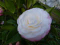 vignette Camellia japonica Desire gros plan au 20 01 15