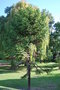 vignette Araucaria angustifolia (Gennes, Maine-et-Loire)