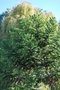 vignette Araucaria angustifolia (Gennes, Maine-et-Loire)