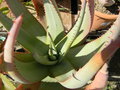 vignette Aloe ferox