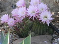 vignette Echinopsis multiplex