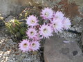 vignette Echinopsis multiplex