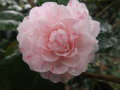 vignette Camellia 'Marguerite Gouillon'