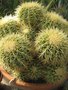 vignette Echinocactus grusonii