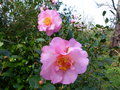 vignette Camellia williamsii Mary Phoebe Taylor gros plan au 30 01 15