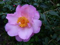 vignette Camellia williamsii Mary Phoebe Taylor autre gros plan au 30 01 15