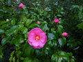 vignette Camellia Inspiration au 30 01 15