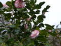 vignette Camellia japonica Margaret Davis au 30 011 5