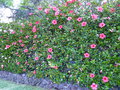 vignette Hibiscus rosa sinensis