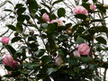 vignette Camellia japonica Margaret Davis magnifique au 02 02 15