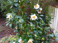 vignette Camellia Scented sun parfum au 02 02 15