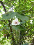 vignette magnolia wilsonii