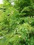 vignette Staphylea trifoliata