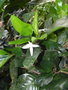 vignette Atractocarpus sp.