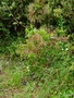 vignette vaccinium padifolium maderense