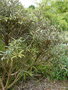 vignette olearia zennorensis  illicifolia x lacunosa