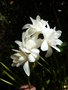 vignette Polyanthes tuberosa 'The Pearl' - Tubéreuse