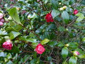 vignette Camellia japonica Bob's tinsie au 03 02 15