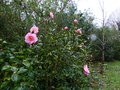 vignette Camellia williamsii Mary phoebe Taylor au 30 01 15