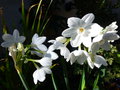 vignette Narcissus 'Paper White'