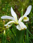 vignette Iris orientalis = iris ochroleuca