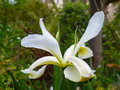 vignette Iris orientalis = Iris ochroleuca