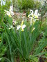 vignette Iris orientalis = Iris ochroleuca