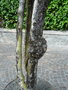 vignette 74 Gardone Riviera , Nerium oleander,