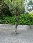 vignette 75 Gardone Riviera ,  Nerium oleander,