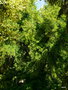 vignette 57 Vrone, Ginkgo, arbres remarquables