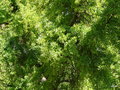 vignette 58 Vrone ,Ginkgo, arbres remarquables