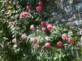 vignette a130 Villa Carlotta,roses