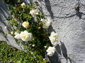 vignette a127  Villa Carlotta roses