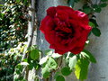 vignette a128  Villa Carlotta, roses