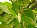 vignette a171   Villa Carlotta, magnolia tripetala