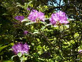 vignette a203  Villa Carlotta,  rhododendron